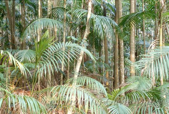 Rainforest, Mount Tambourine, Queensland II.jpg